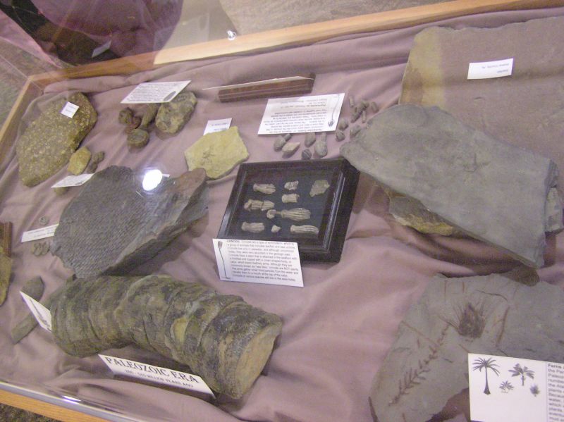 paleozoic era fossils
