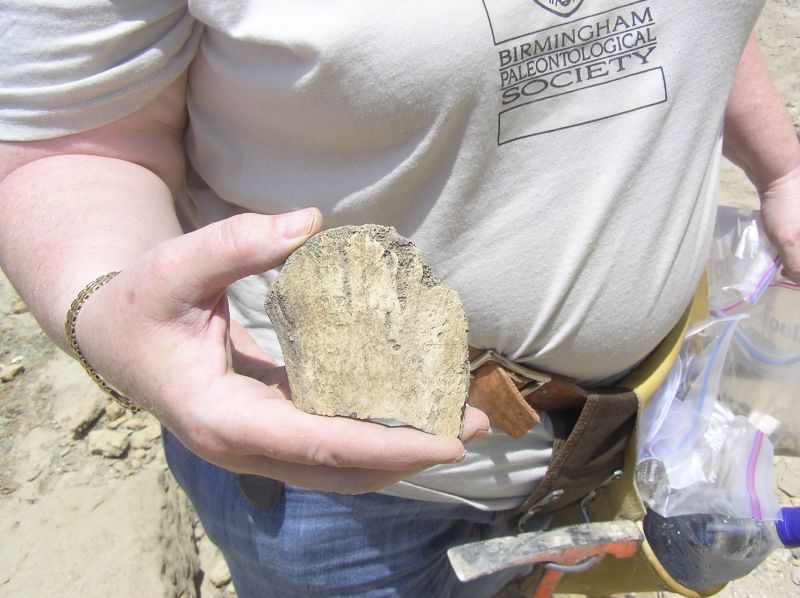 fossil whale bone found by Martha