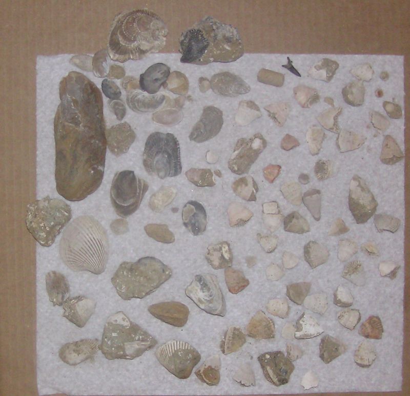corals and other fossil shells
