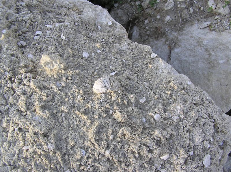 small fossil nautiloid