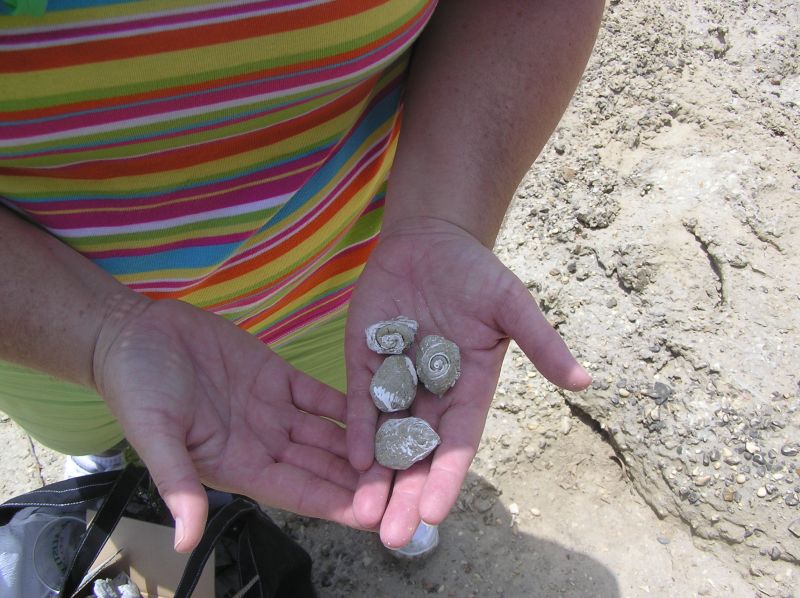 Leisa's fossil shells