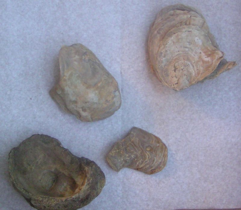 fossil oyster shells
