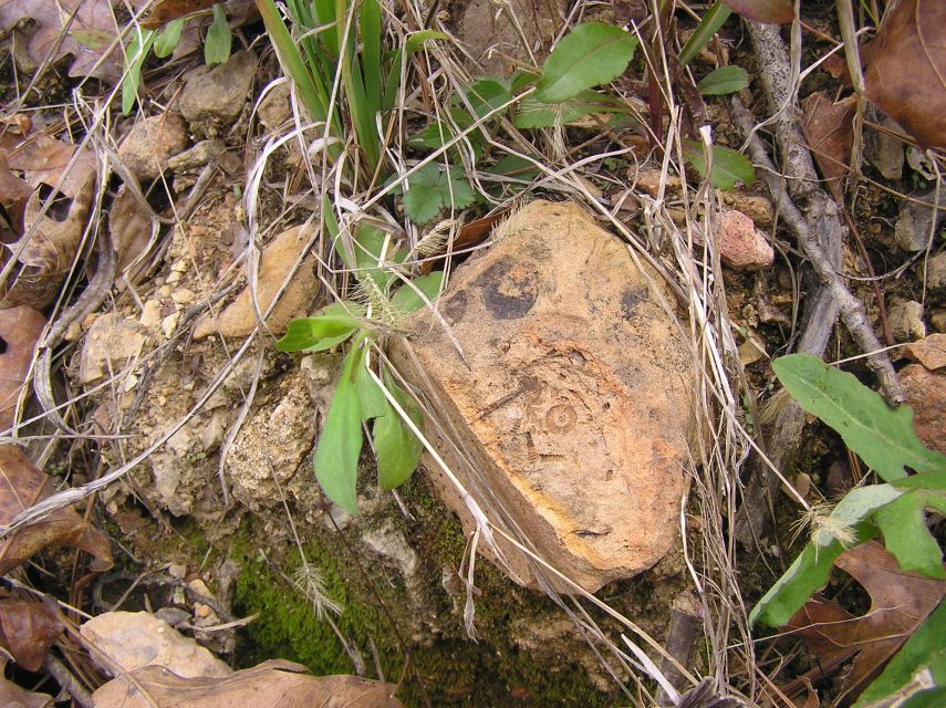 fossil crinoid