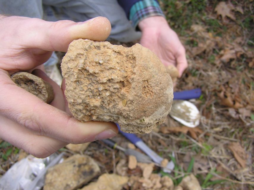 fossil sponge
