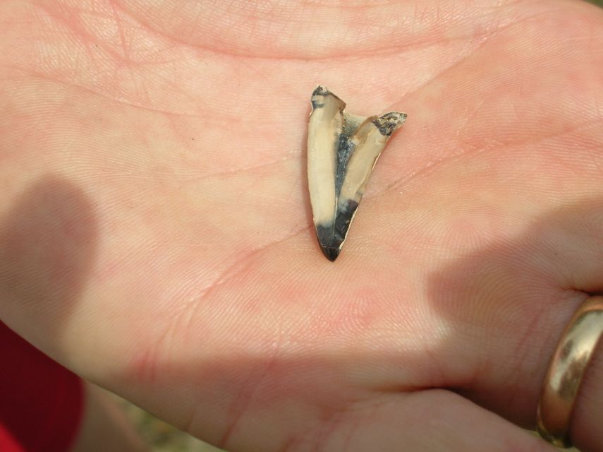 fossil tooth