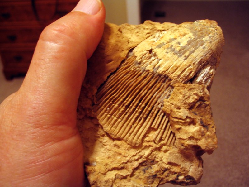 fossil horned coral