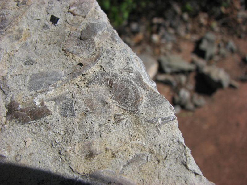 fossil brachiopods