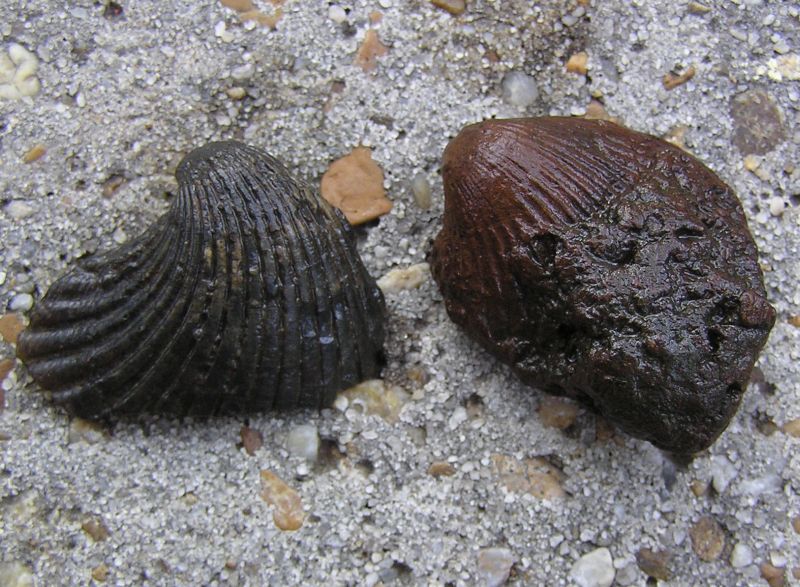 fossil brachiopod - shells