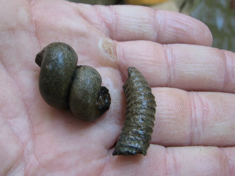 fossil gastropod internal molds
