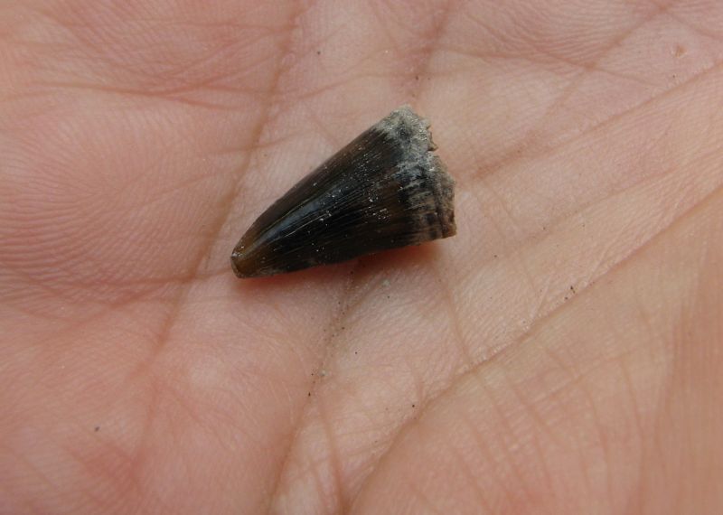 fossil mosasaur tooth