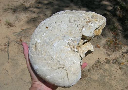 fossil nautiloid