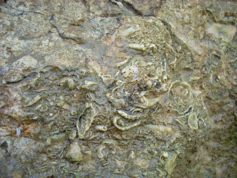 fossil shells in matrix