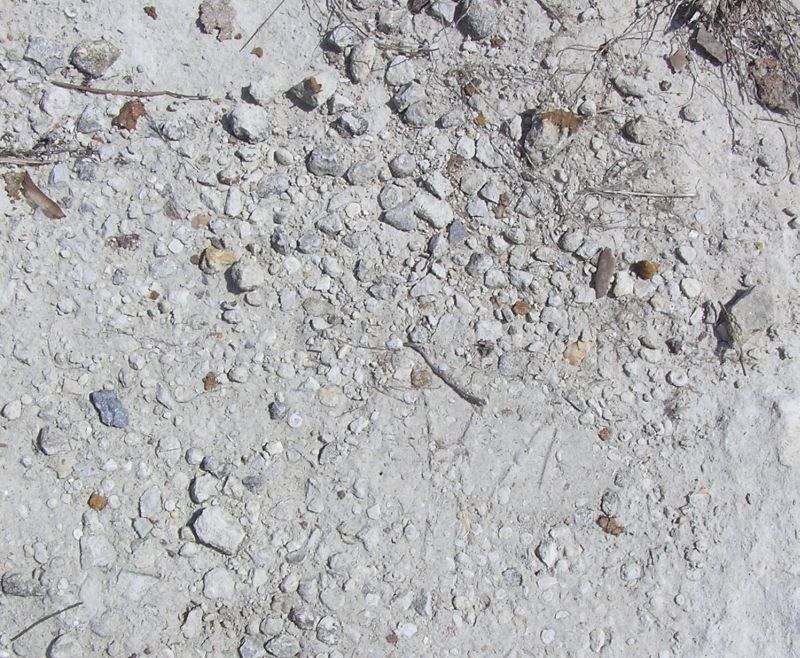 fossils on limestone ground