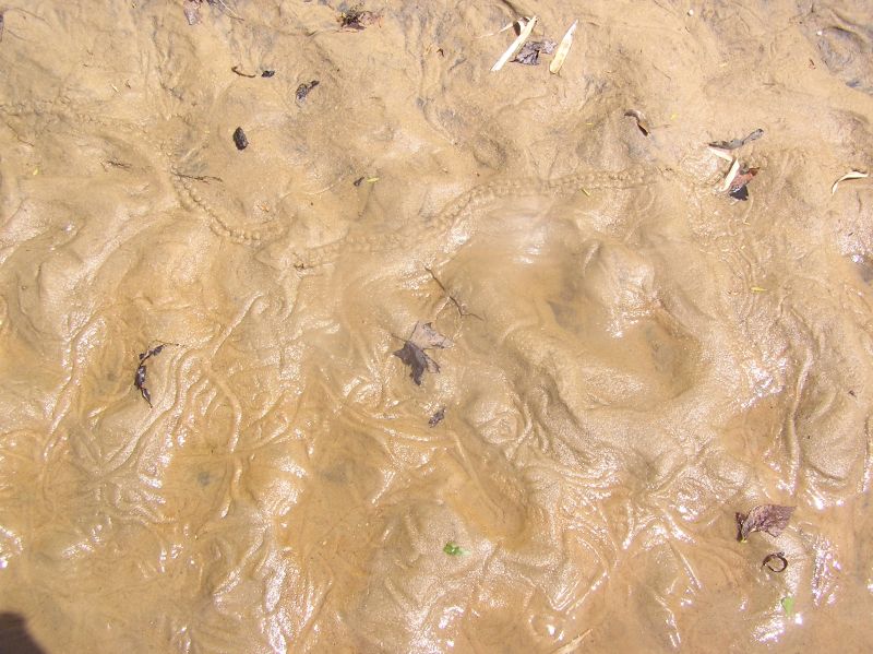 recent worm tracks similar to fossil tracks
