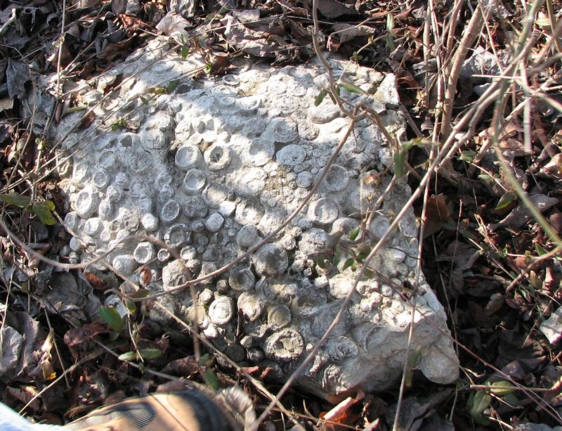 fossil coral