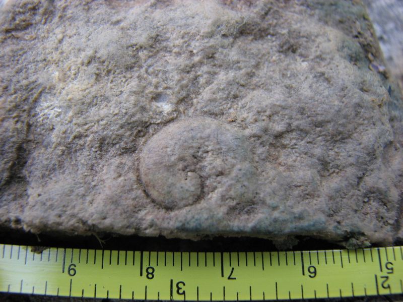 fossil gastropod