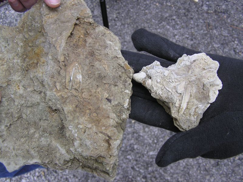 fossil blastoid pieces