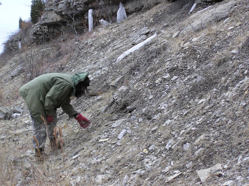 Sarah hunting fossils on hillside