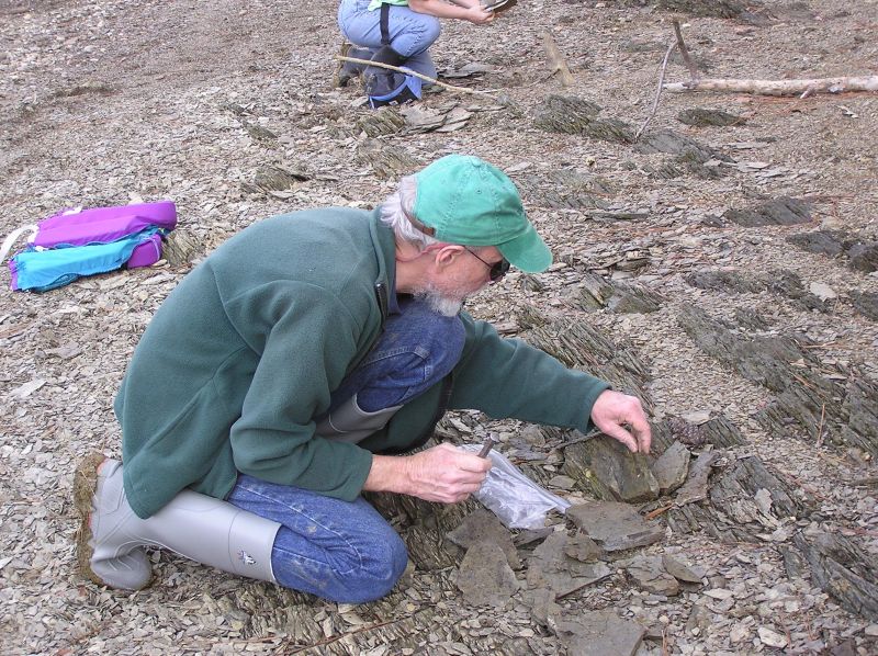 Bob collecting fossil trilobites in shale