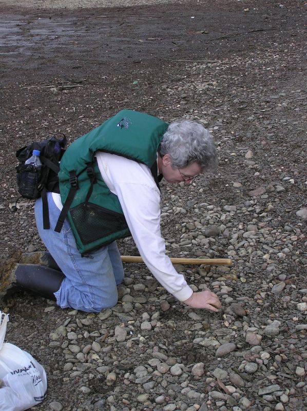 searching for fossil trilobites