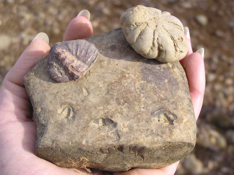 fossil trilobite and brooksella