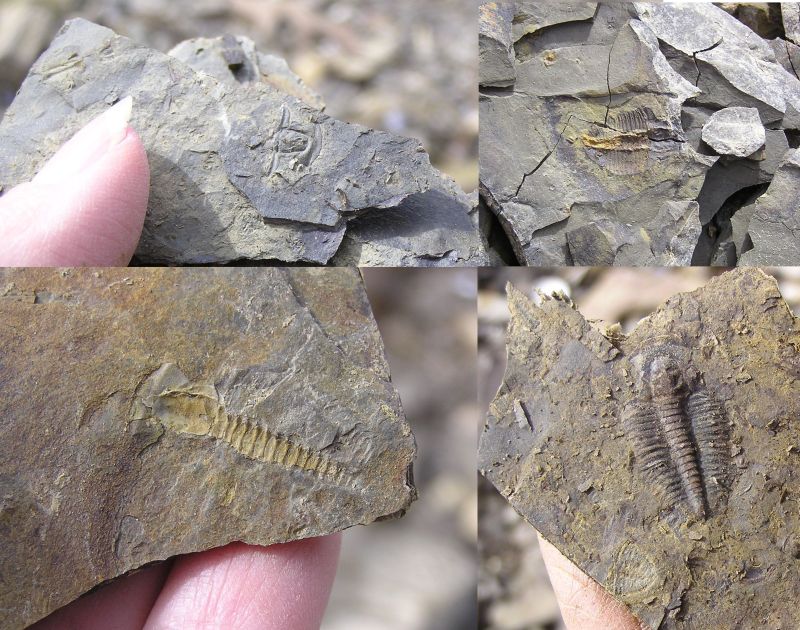 fossil trilobite