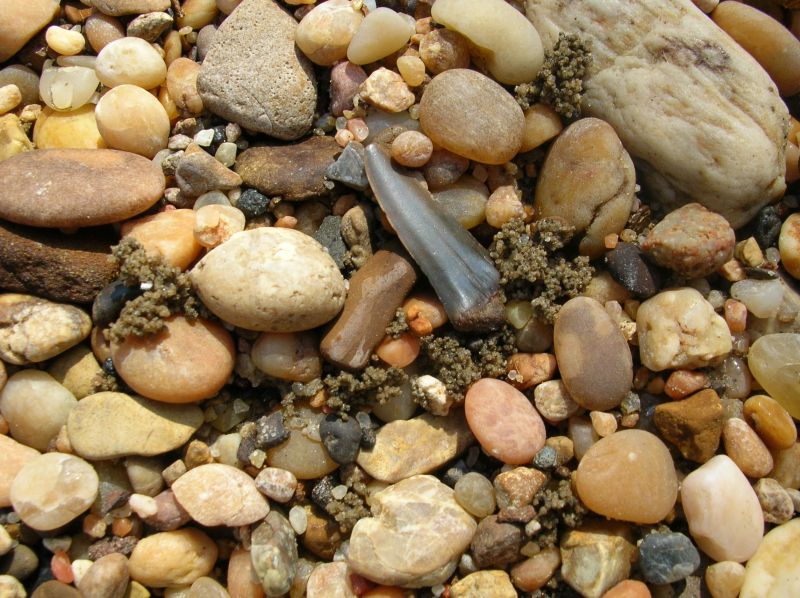 fossil shark tooth in pebbles