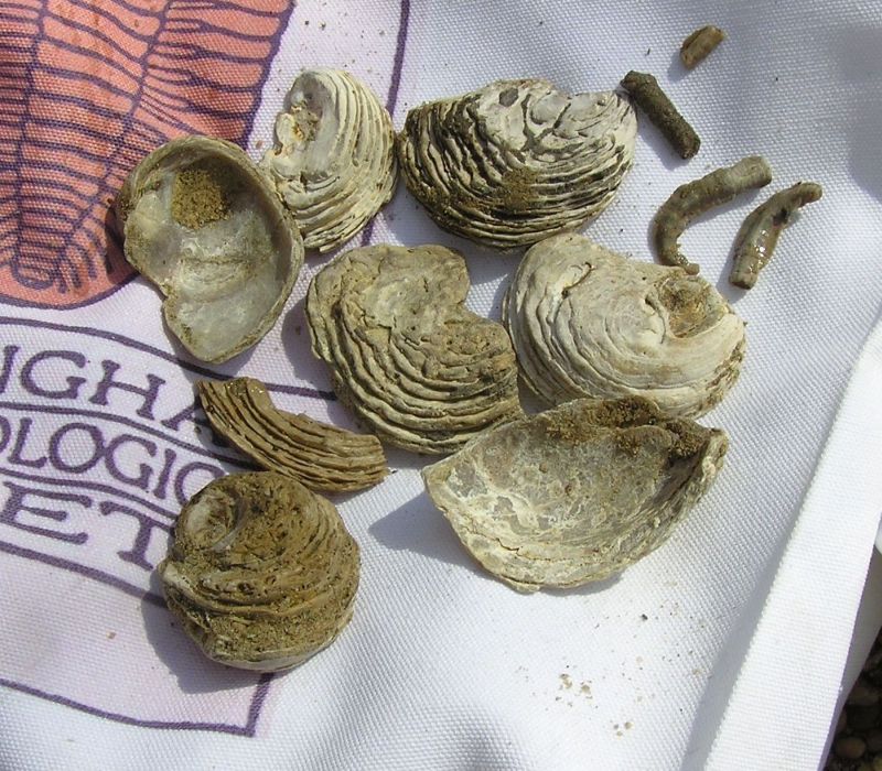 fossil oyster shells