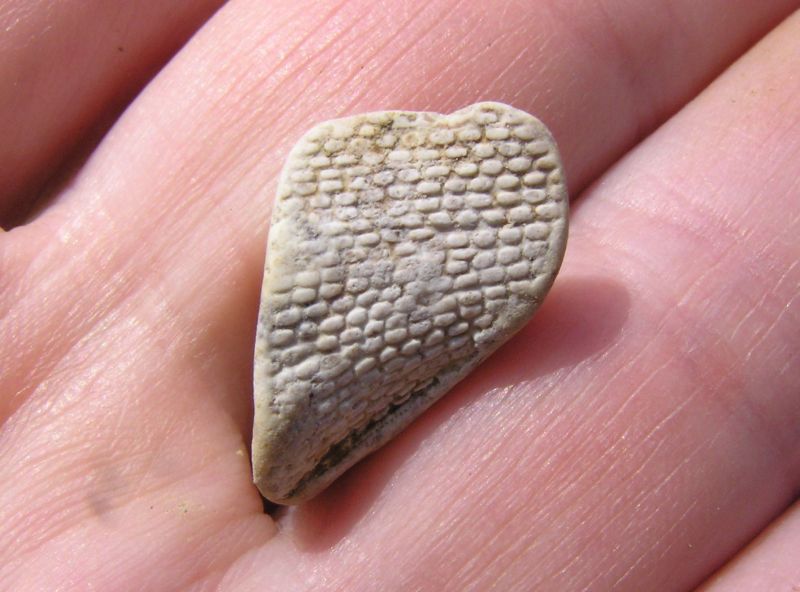 fossil from creek