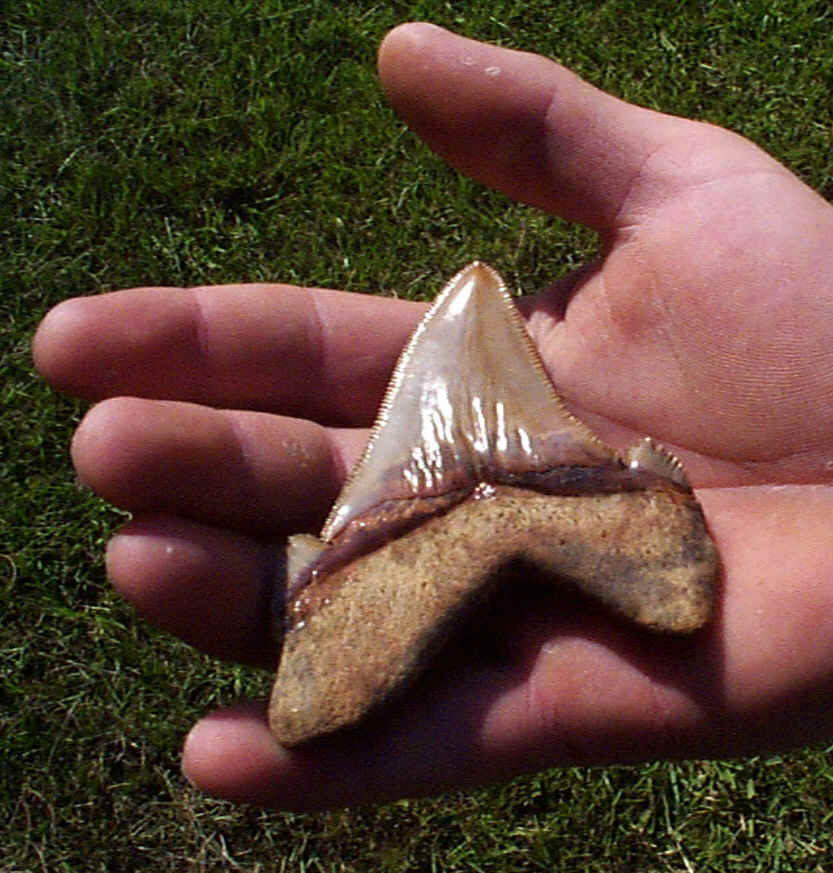 large shark tooth