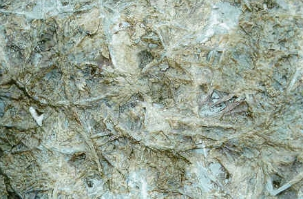 fossil worm tracks