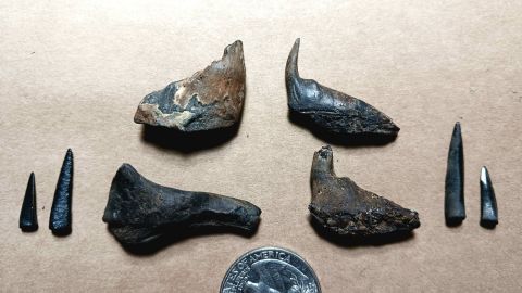 Enchodus teeth and Palatine jaw pieces, even one of them had the fang intact!