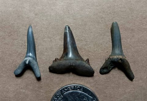 Goblin Shark teeth.