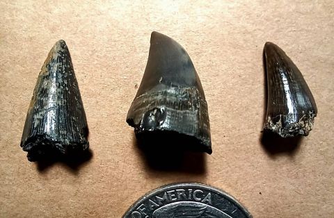 3 Mosasaur teeth.