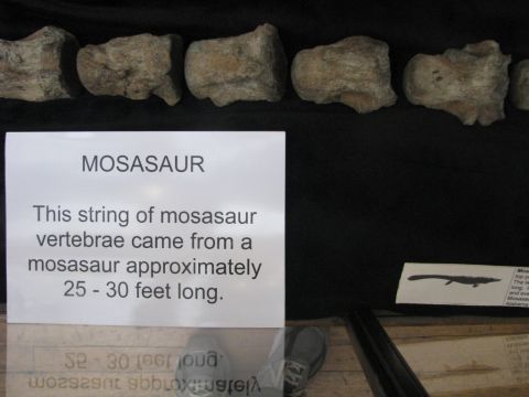 BPS mosasaur exhibit case