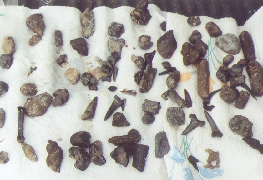 fossil teeth and miscellaneous