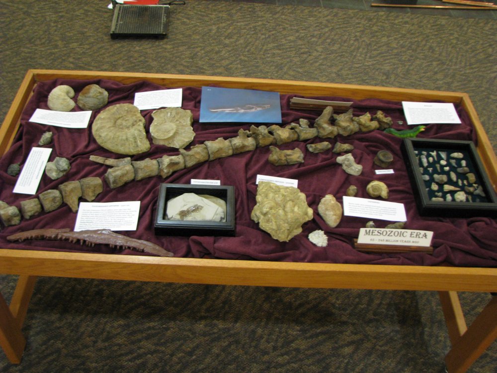 Mesozoic display
