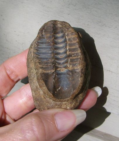 trilobite