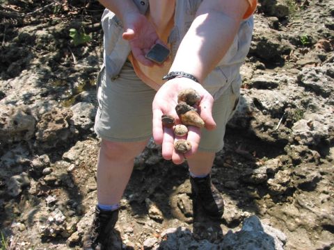 echinoids, horned coral