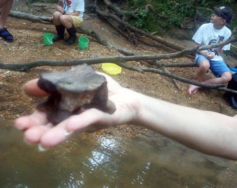 mosasaur vertebra