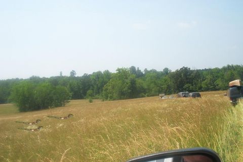 field with dinos and cars