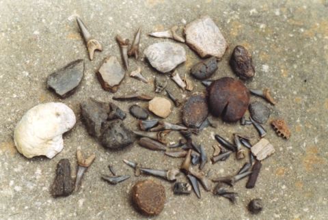 fossil shark teeth, exogira