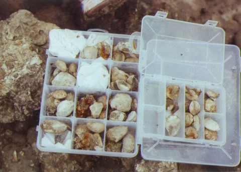 shells, echinoids