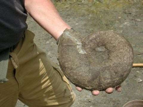 fossil ammonite