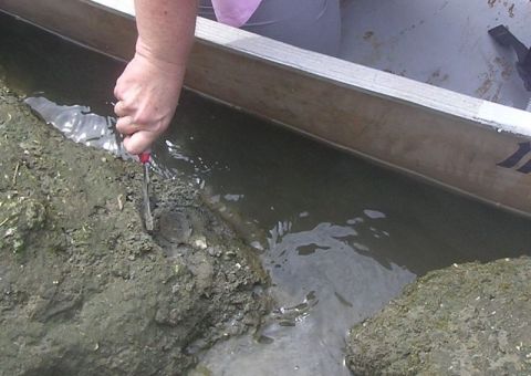 shark vertebra