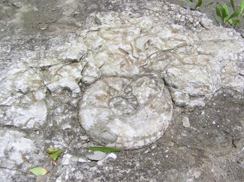 Placenticeras syrtale ammonite