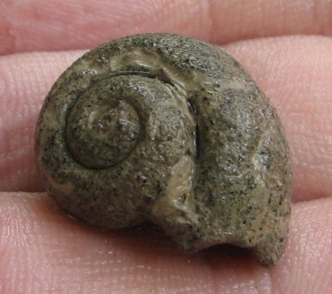 gastropod