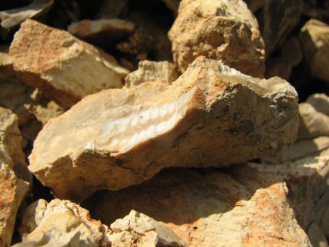 crinoid