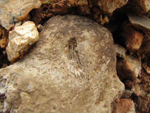 crinoid