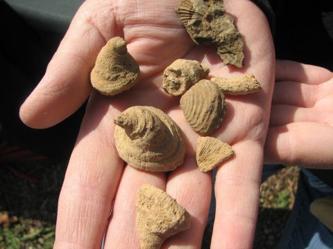 brachiopods and coral